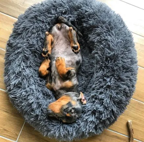 Camas anti-stress PawZen